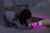 Zazu Gina Torch and Nightlight - Pink